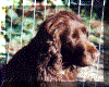 Donholme Handsel of Nadavin.gif (40115 bytes)