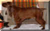 Nadavin Leceapup.jpg (55567 bytes)