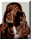 Sh Ch Nadavin Aristocrat JW.gif (44661 bytes)