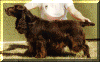 Sh Ch Nadavin Dusky Princess of Tayowen.gif (75381 bytes)