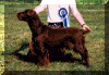 Sh Ch Nadavin Elegance JW.gif (67183 bytes)