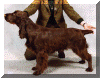 Sh Ch Nadavin Heiress JW.gif (78873 bytes)