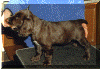Sh Ch Nadavin Inheritance JW pup.gif (117356 bytes)