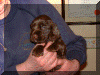 Sh Ch Nadavin Julianna JW ShCM puppy.gif (124533 bytes)