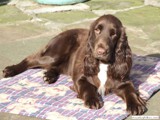 Blythe sunbathing