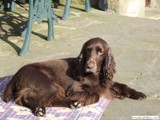 Davey sunbathing