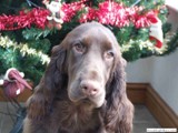 Fergus