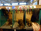 The Nadavins at Crufts 2015
