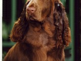 Pippa