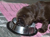 weaning